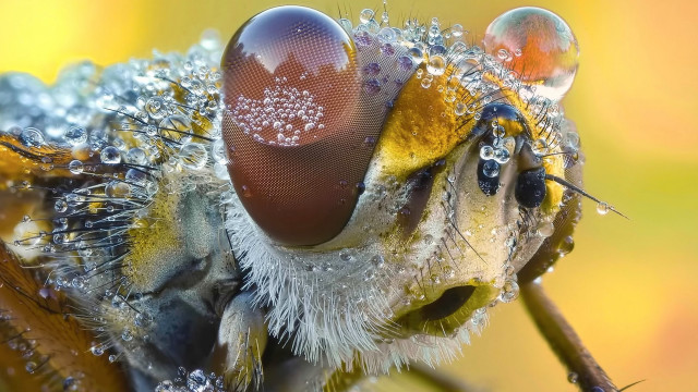 Bug water drops macro photography free wallpaper - medium preview image