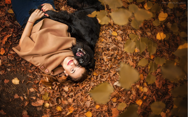 Woman dog autumn leaves blackhair free wallpaper - medium preview image