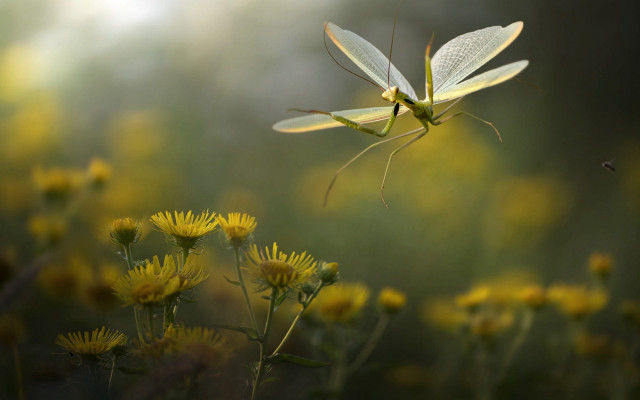 Praying insect flower field yellow free wallpaper - medium preview image