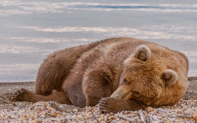 Brown bear rocky beach ocean free wallpaper - medium preview image