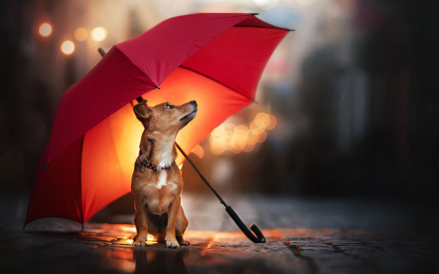Small dog under umbrella night free wallpaper - medium preview image