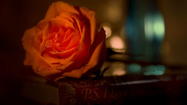 Orange rose water droplets macro free wallpaper - medium preview image