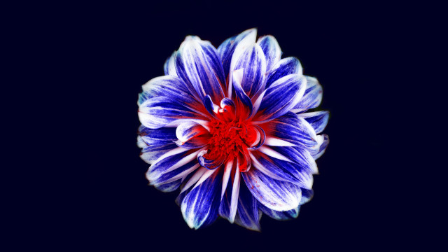 Blue white red center flower free wallpaper - medium preview image
