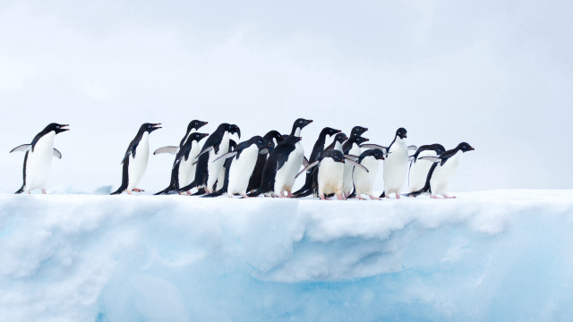 Penguins iceberg ocean camera ecological free wallpaper - medium preview image