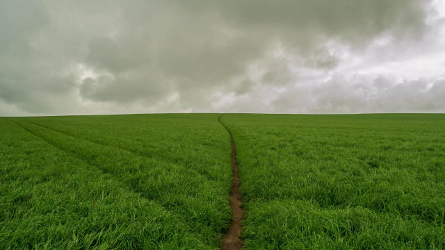 Field dirtpath tree cloudy sky free wallpaper - medium preview image