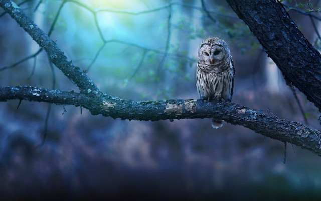 Owl branch forest night light free wallpaper - medium preview image