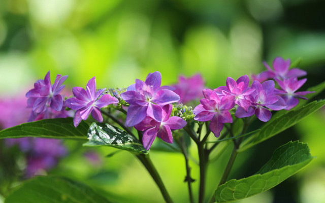 Purple flower green leaves macro #2 free wallpaper - medium preview image