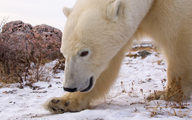 Polar bear snow rocks bushes free wallpaper - medium preview image