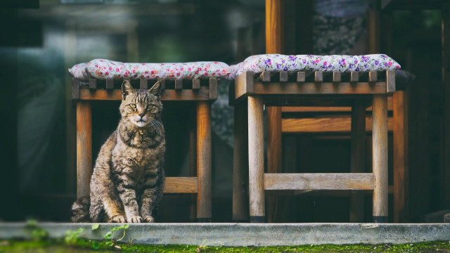 Cat wooden chair table cushion free wallpaper - medium preview image