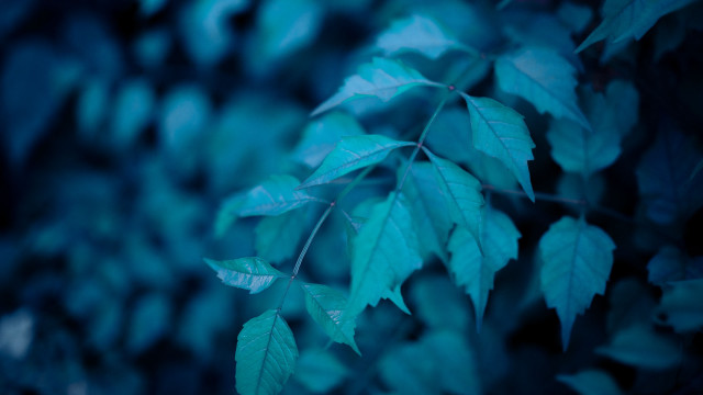 Leaf butterfly bokeh macro blue free wallpaper - medium preview image