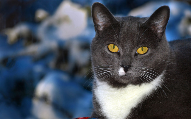 Black white cat yellow eyes #4 free wallpaper - medium preview image