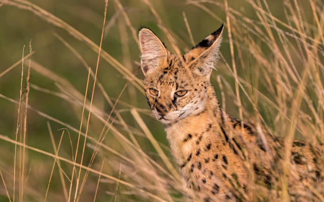 Small cat tall grass portrait free wallpaper - medium preview image