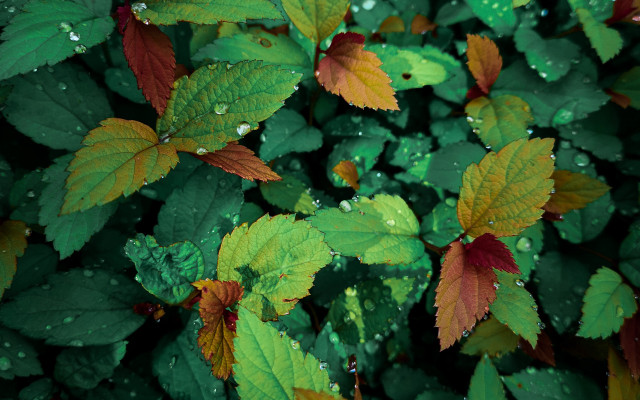 Plant water droplets green red free wallpaper - medium preview image
