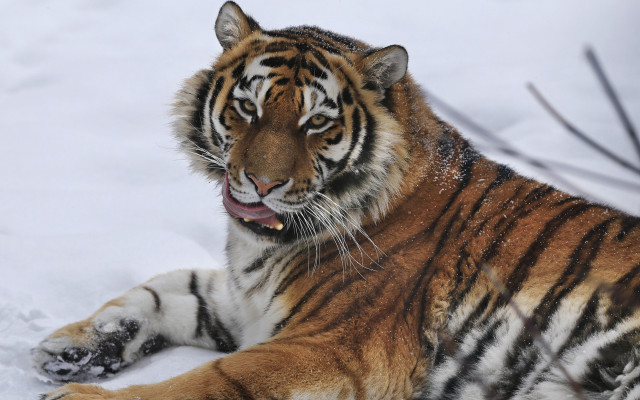 Tiger snow laying open mouth free wallpaper - medium preview image