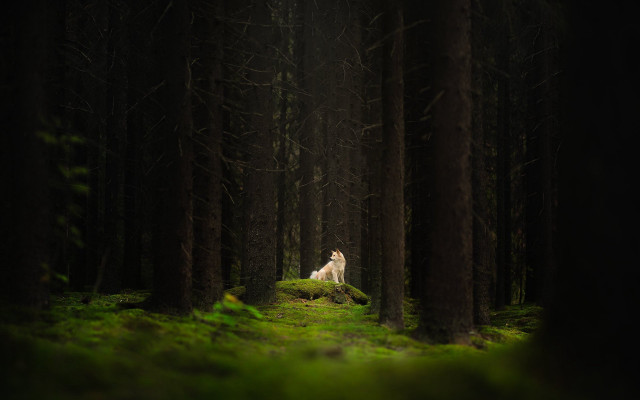 Dog forest white dog nature free wallpaper - medium preview image