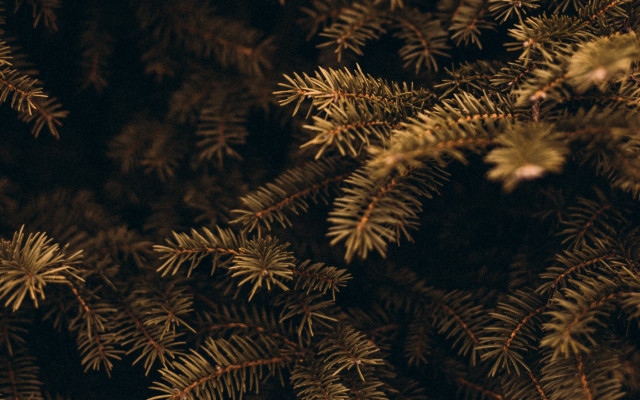 Pine needles dark background summer free wallpaper - medium preview image