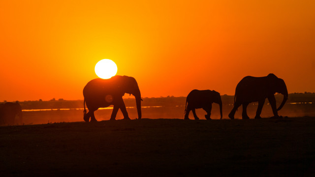 Elephants sunset field mountains silhouette free wallpaper - medium preview image
