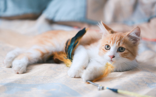 Kitten playing toy bed blurry free wallpaper - medium preview image