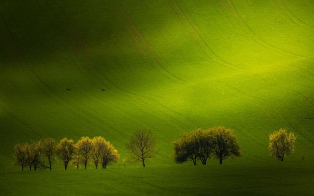 Green field trees birds forest free wallpaper - medium preview image