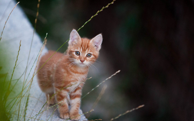 Kitten rock field blue eyes free wallpaper - medium preview image
