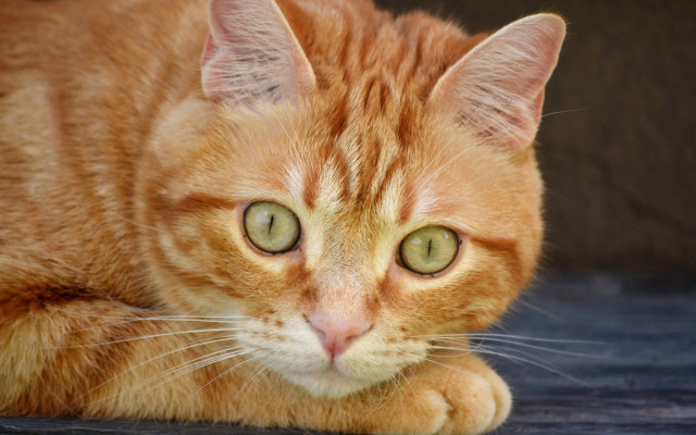 Cat green eyes blue surface free wallpaper - medium preview image