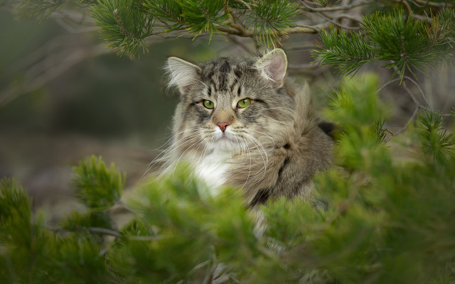 Cat tree sitting blurry background free wallpaper for desktop - medium preview image