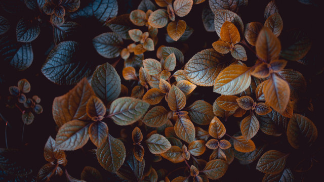 Leaves table black background blue free wallpaper - medium preview image