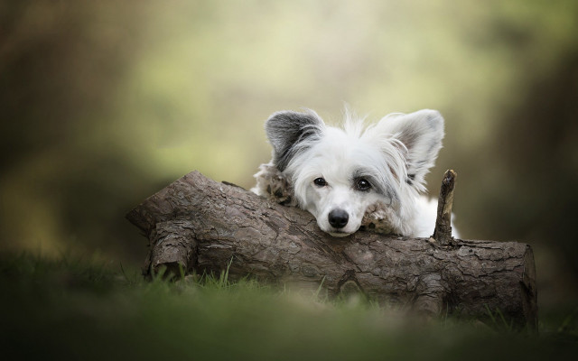 White dog resting log grass free wallpaper - medium preview image