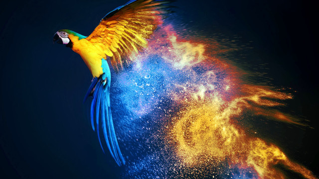 Colorful bird fantasy airbrush fireworks free wallpaper - medium preview image