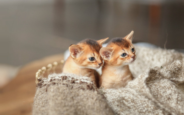 Kittens basket blue eyes blurry free wallpaper - medium preview image