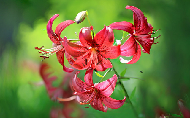 Red flower green background macro #3 free wallpaper - medium preview image