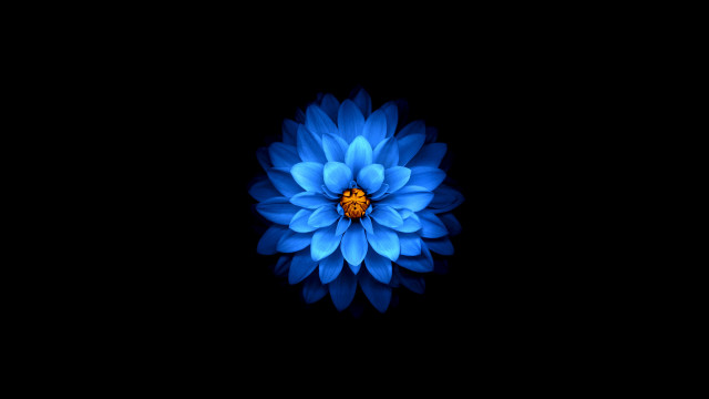 Blue flower yellow center 3d free wallpaper - medium preview image