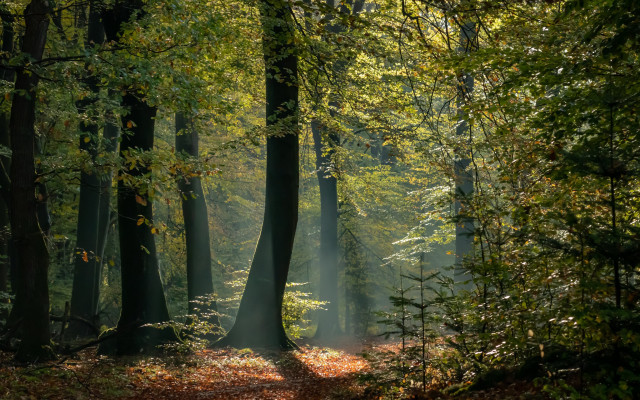Forest path light autumn nature free wallpaper - medium preview image