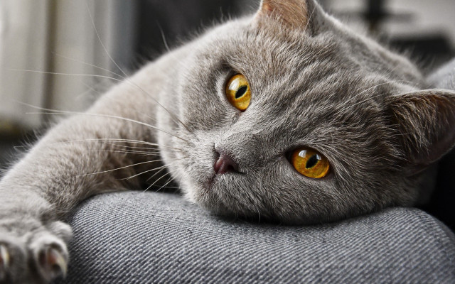 Gray cat yellow eyes couch free wallpaper - medium preview image