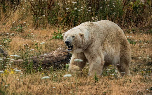 White bear walking field flowers free wallpaper - medium preview image