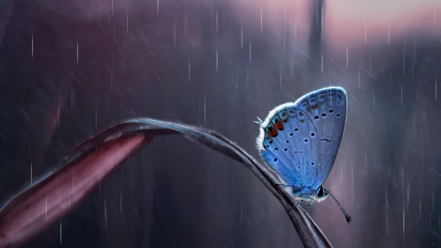 Blue butterfly rain pink flower free wallpaper - medium preview image