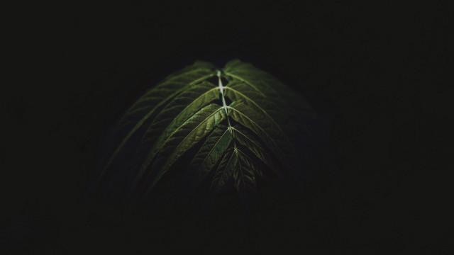 Green leaf dark light raytraced free wallpaper - medium preview image