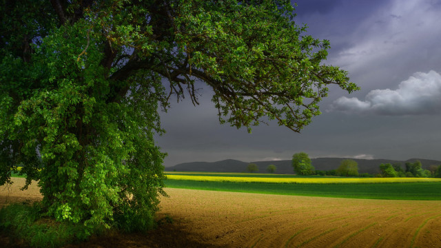 Tree field cloudy sky yellow free wallpaper - medium preview image