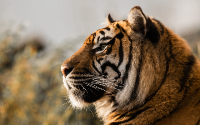 Tiger blurry background bernd fasching free wallpaper - medium preview image