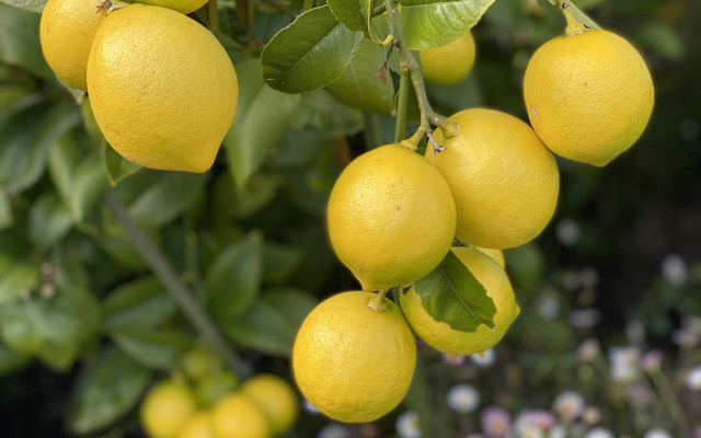 Lemons hanging branch bokeh blurry free wallpaper - medium preview image