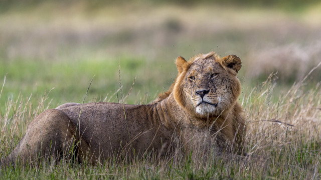 Lion grass field blurry background free wallpaper - medium preview image