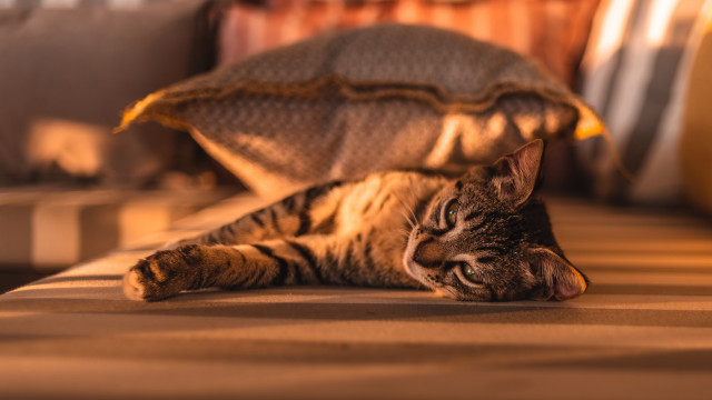 Cat bed blanket pillow warm free wallpaper - medium preview image