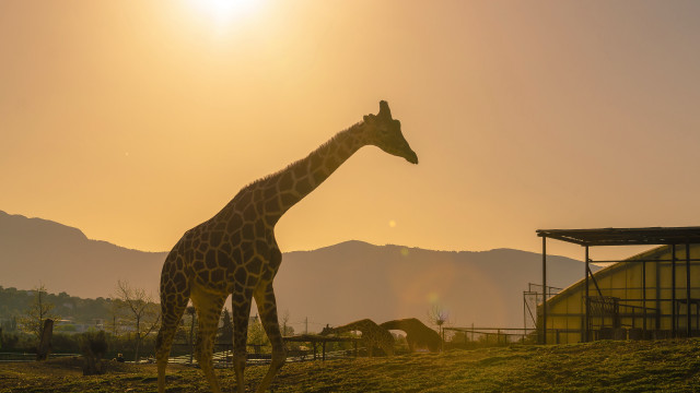 Giraffe mountains sunset field wildlife free wallpaper - medium preview image