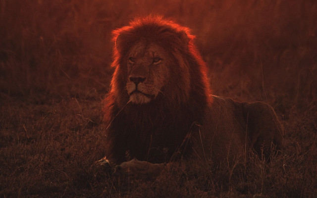 Lion grass sun red sky free wallpaper - medium preview image