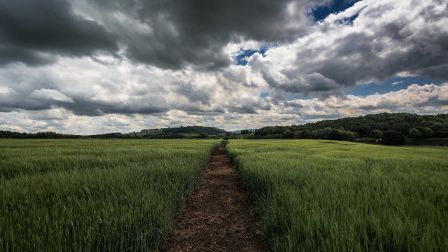 Dirt path forest horizon mountain free wallpaper - medium preview image