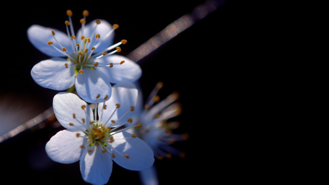 Flower butterfly white daisy lily free wallpaper - medium preview image