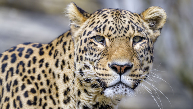 Leopard closeup blurry background animal free wallpaper - medium preview image