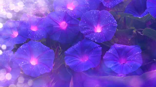 Purple flower butterfly glowing rain free wallpaper - medium preview image