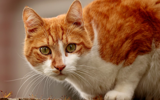 Serious green eyed cat on #2 free wallpaper - medium preview image