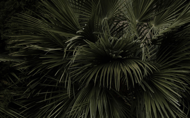 Palm tree clock bamboo fireworks free wallpaper - medium preview image